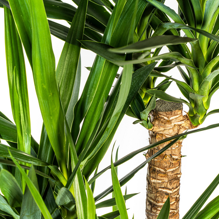 Verzweigte Yucca elephantipes mit Korb - ↕80-100cm - Ø24cm
