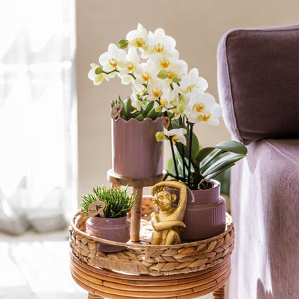 Kolibri Orchids | Gift Set Desert Summer Paars - Roze-Paarse Phalaenopsis Orchidee Mineral Frederikstad & Succulenten