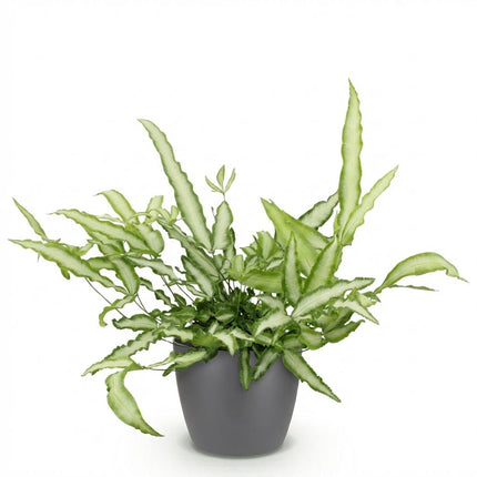 Pteris cretica Albolineata - Ribbon fern - with gray plant pot - ↕20cm - Ø12cm
