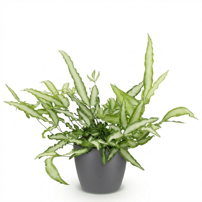 Pteris cretica Albolineata - Lintvaren - met grijze plantenpot - ↕20cm - Ø12cm
