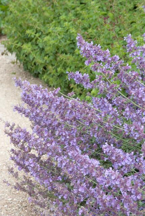 Nepeta 'Walker's Low' - Kattenkruid - ↕10-25cm - Ø9cm - 24x