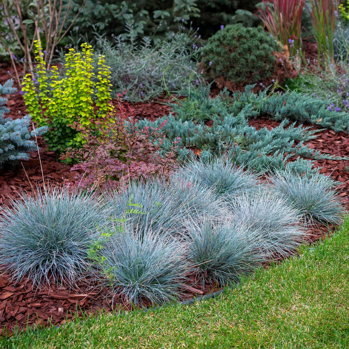 Siergrassen - Festuca glauca Intense Blue  - Blauw - 4 Planten - Bladhoudend - Weinig Onderhoud - Pot 17cm Hoogte 50cm