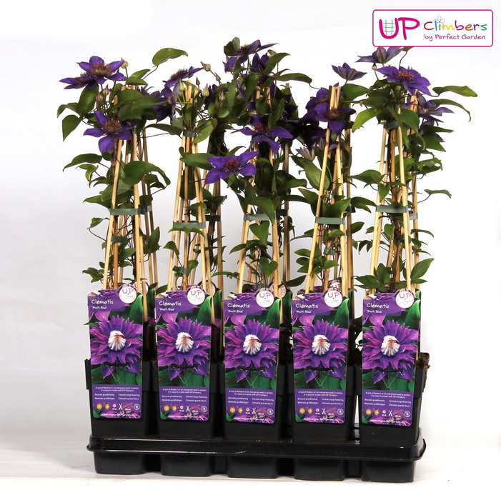 Clematis Multi Blue - Clematis Blauw - ↕65cm - Ø15cm