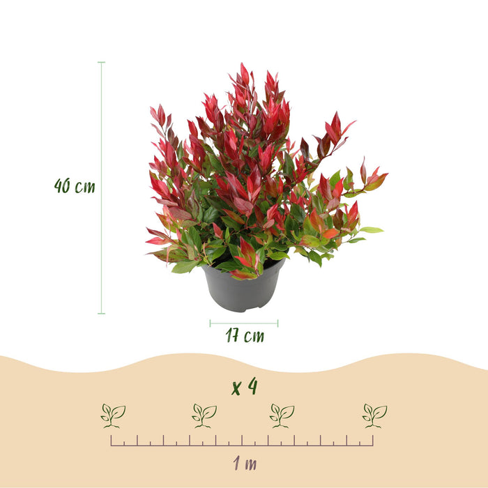 Leucothoe Little Flame - Rood - 2 Planten - Groenblijvend - Weinig Onderhoud - Pot 17cm Hoogte 40cm