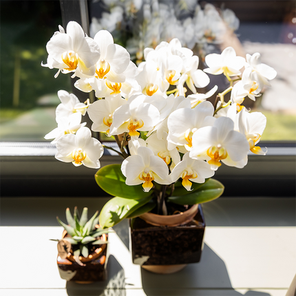 Kolibri Home | Elegancka doniczka dekoracyjna Cube - Ø9 cm