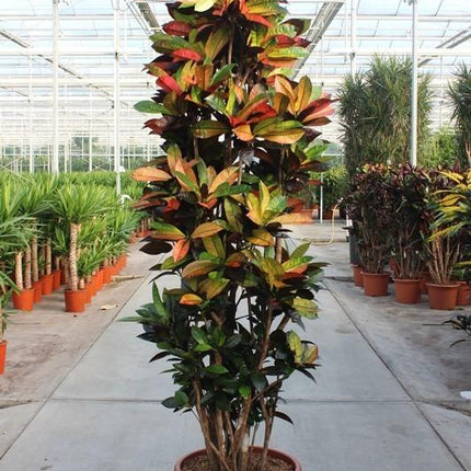 Codiaeum Iceton - ↕230cm