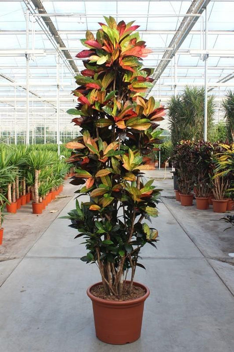 Codiaeum Iceton - ↕230cm