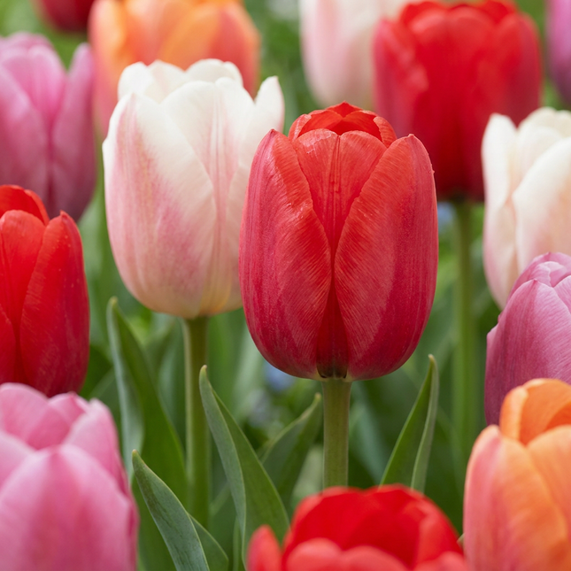 60x Tulipa Glowing with pride - Bloembollen - Tulp Glowing with pride - Diversen - Voorjaarsbloeier - Bolmaat 11/12