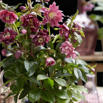 Lenzrose (Helleborus orientalis) 'Double Ellen Red' – Rote Blüte – 1 Pflanze – Immergrün – Topf: 14 cm, Höhe: 35 cm
