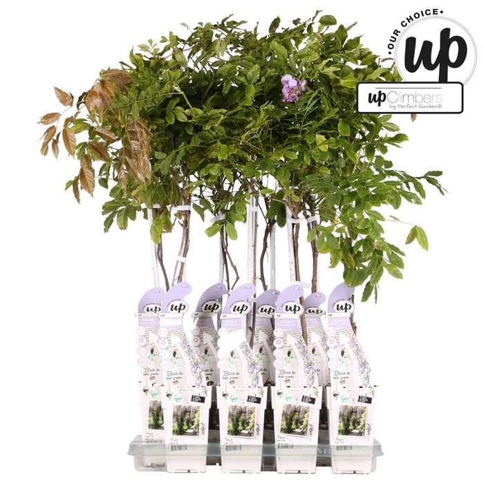 Wisteria sinensis Caroline - Paarse Regen - ↕65cm - Ø15cm