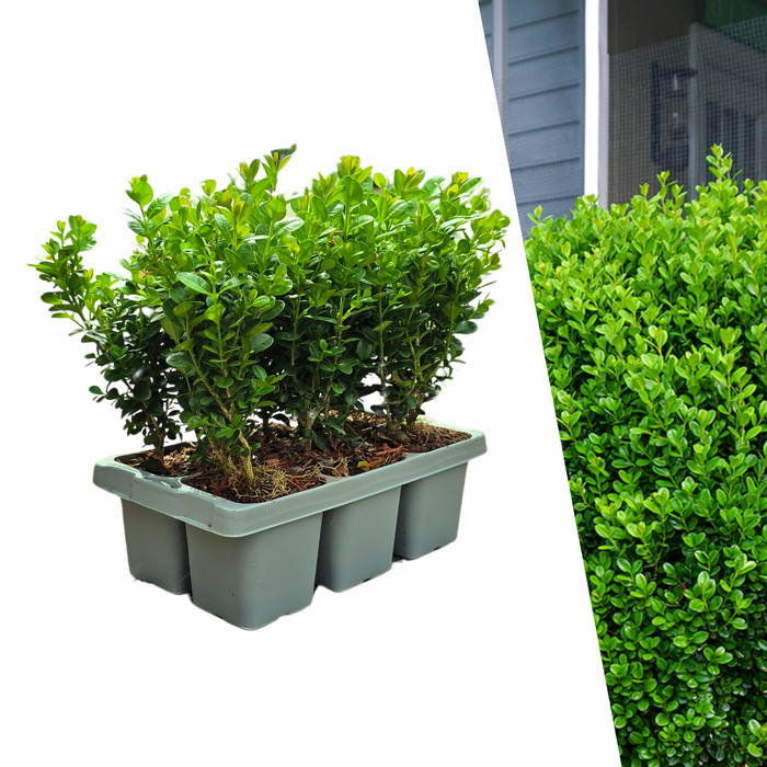 Buxus NewGen Freedom 6-Pack – Winterharde Groenblijvende Struiken 6 x ↕15cm - Ø7cm - Compacte Buxus
