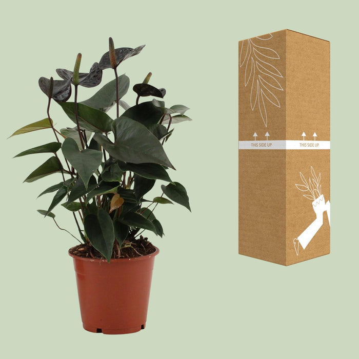 Anthurium Black Love - ↕36cm - Ø12cm