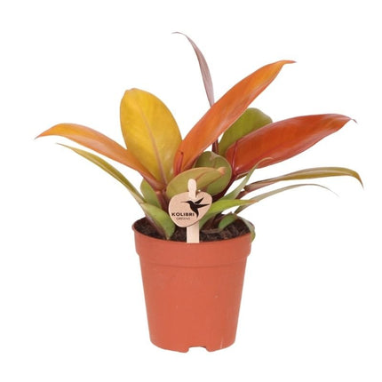 Philodendron Ruby Red - Kolibri Greens - Ø9cm