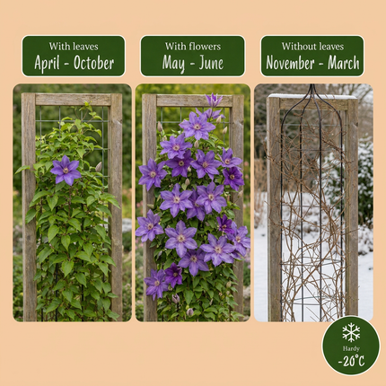Clematis Multi Blue - Bosrank - Blauw - Klimplant - Ø9cm - ↕35cm