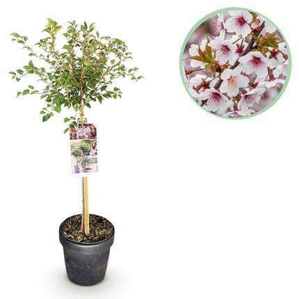 Prunus incisa Koujou-no-mai - Plante de patio - Caduc - Rustique - Fleurs blanches - Pot de 19 cm - Hauteur : 90 cm