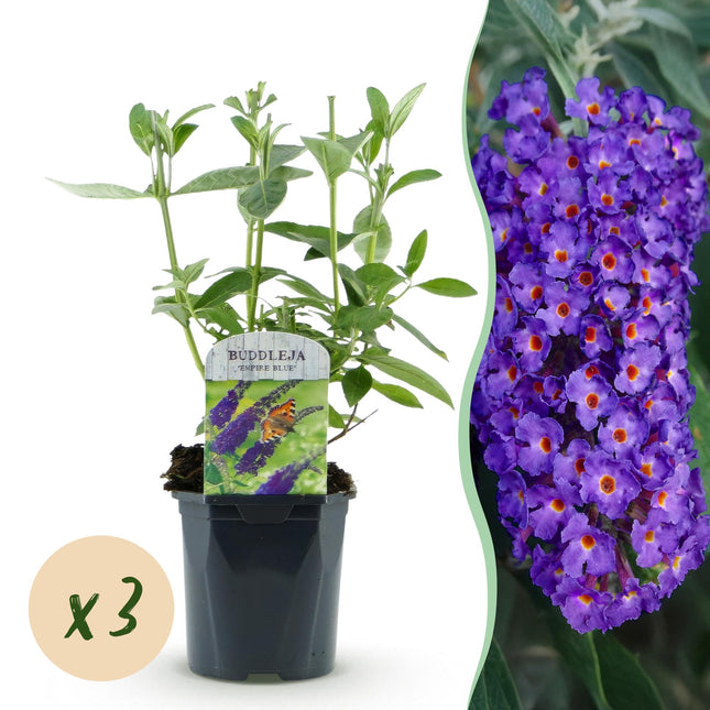 Buddleja davidii Empire Blue - Butterfly Bush - Blue - ↕45cm - Ø17cm - 3x