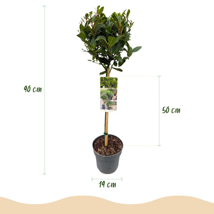 Laurus nobilis - Plant op stam - Terras Plant - ↕90cm - Ø19cm