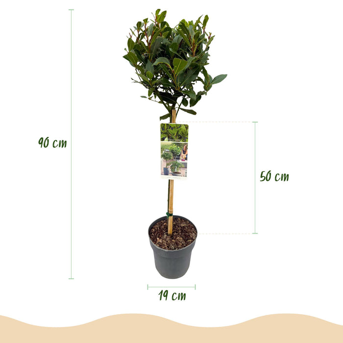 Tuinplant - Laurus nobilis - Plant op stam - Terras Plant - Bladhoudend - Weinig Onderhoud - Pot 19cm Hoogte 90cm