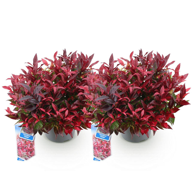 Leucothoe Zeblid - Rouge - 2 plants - Persistant - Peu d'entretien - Pot de 17 cm - Hauteur 45 cm