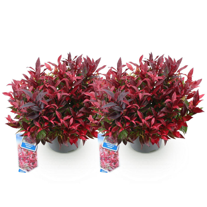 Leucothoe Zeblid - Rood - 2 Planten - Groenblijvend - Weinig Onderhoud - Pot 17cm Hoogte 45cm