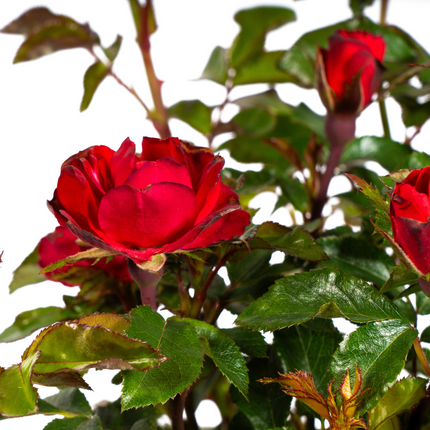 Rosa Zepeti - ↕35-40cm - Ø19cm