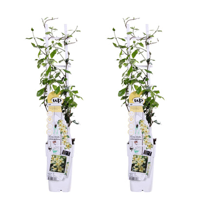Trachelospermum 'Star of Toscana' - Tuscan Jasmine - ↕65cm - Ø15cm - 2x