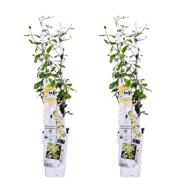 Trachelospermum 'Star of Toscana' - Tuscan Jasmine - ↕65cm - Ø15cm - 2x