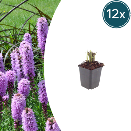 Liatris spicata - Knobbed snakeroot - ↕10-25cm - Ø9cm - 12x