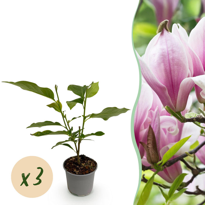 Magnolia George Henry Kern - Bloem Roze - 3 Planten - Bladverliezend - Weinig Onderhoud - Pot 12cm Hoogte 30cm