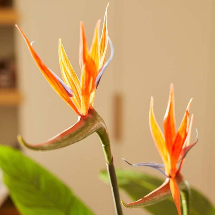 Strelitzia met bloemen - Kunstplant - 120cm - In zwarte pot