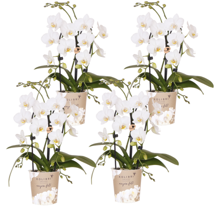 Kolibri Orchids | Combi Deal - 4 Witte Phalaenopsis Orchideeën Niagara Fall White - Ø9 cm