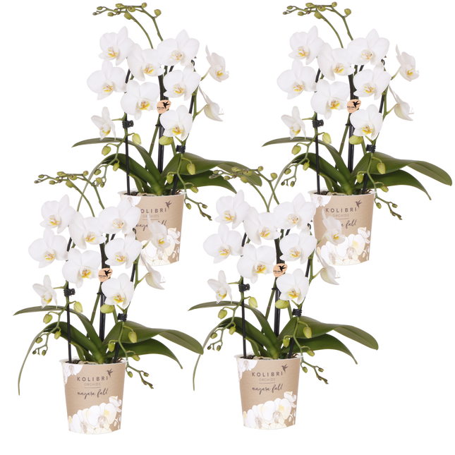 Kolibri Orchids | Combi Deal - 4 Witte Phalaenopsis Orchideeën Niagara Fall White - Ø9 cm