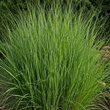 Panicum virgatum ‘Northwind’ – Vingergras - Ø12cm - 3x
