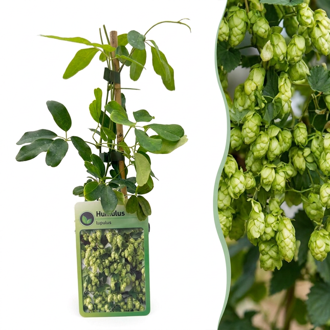 Humulus lup. Nordbrau - Noordbrouwhop 6x - Groen - Klimplant - Ø9cm - ↕35cm