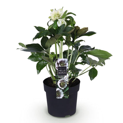 Lenten Rose - Helleborus orientalis Double Ellen White - White Flower - ↕35cm - Ø14cm