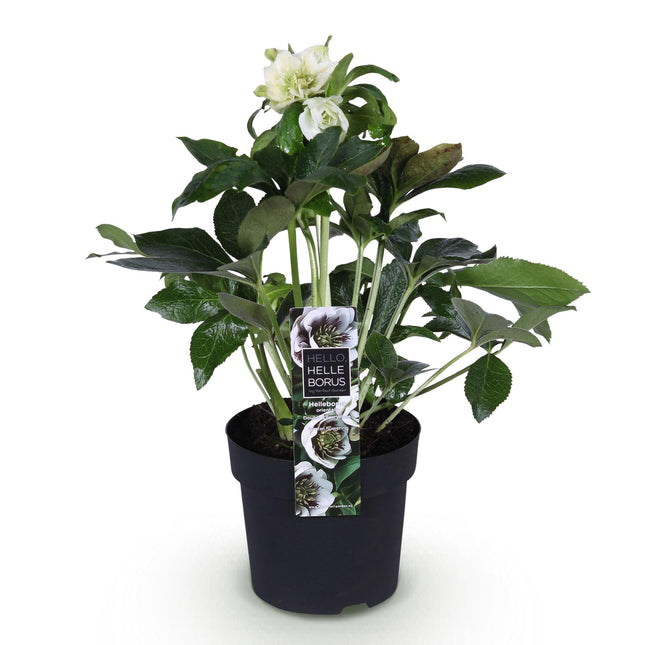 Fasterose - Helleborus orientalis Dobbelt Ellen Hvid - Hvid Blomst - ↕35cm - Ø14cm