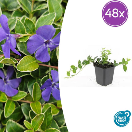 Vinca minor 'Ralph Shugert' - Kleine Maagdenpalm - ↕10-25cm - Ø9cm - 48x
