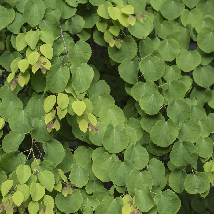 Cercidiphyllum japonicum - Groen 1 Plant - Bladverliezend - Weinig Onderhoud - Pot 12cm Hoogte 35cm
