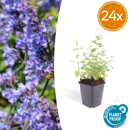 Nepeta 'Six Hills Giant' - Kattenkruid - ↕10-25cm - Ø9cm - 24x