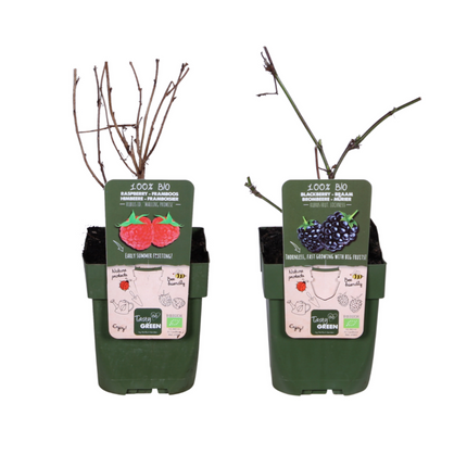 Brombeer-Himbeer-Mischung – Rubus idaeus Lochness Bio + Rubus ideaus Malling Promise Bio