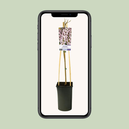 Wisteria Floribunda 'Rosea' + light Label - ↕75cm - Ø17cm