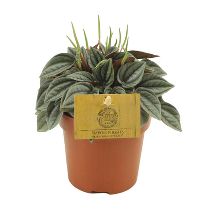 Peperomia Napoli Nuits - ↕15cm - Ø10,5cm