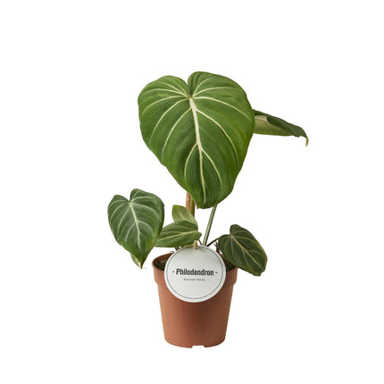 Filodendron Gloriosum Ciemna Forma - ↕25cm - Ø12cm