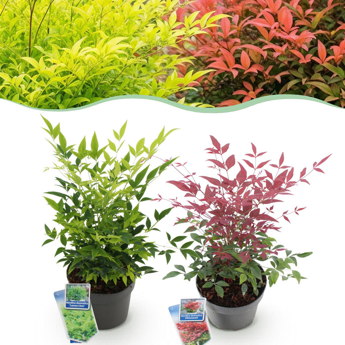 Nandina Duo - Geel & Rood - 2 Planten - Groenblijvend - Weinig Onderhoud - Pot 17cm Hoogte 45cm