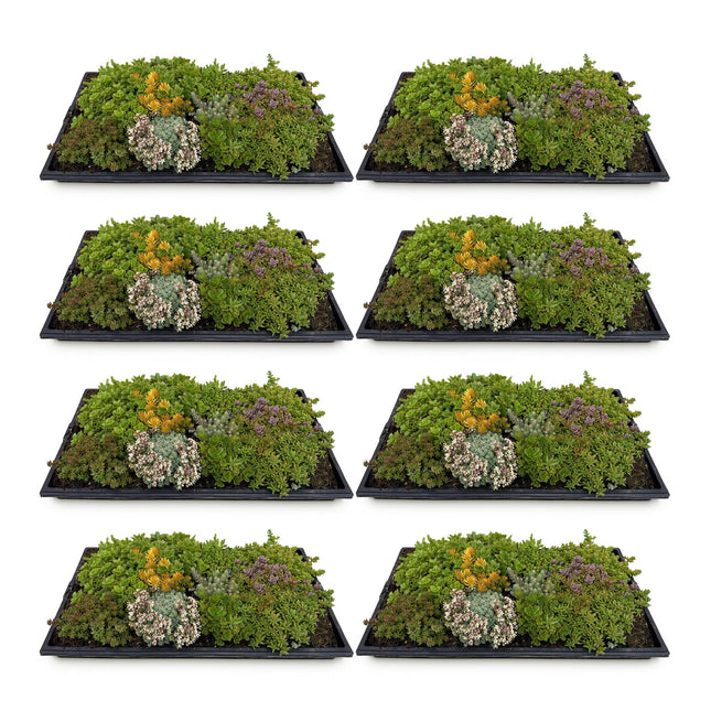 Tapete de sedum - Consta de 10 especies - x8 - Largo 50 Ancho 30