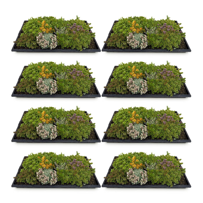 Bodembedekker - Winterhard - Sedum mat - Bestaat uit 10 soorten - X8 - Weinig Onderhoud - Lengte 50 Breedte 30