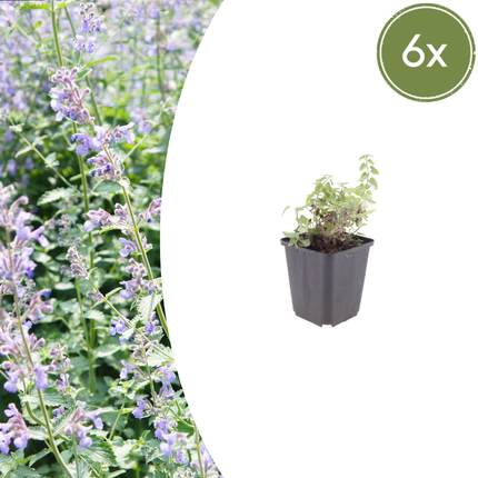 Nepeta faassenii - Kattenkruid - ↕10-25cm - Ø9cm - 6x