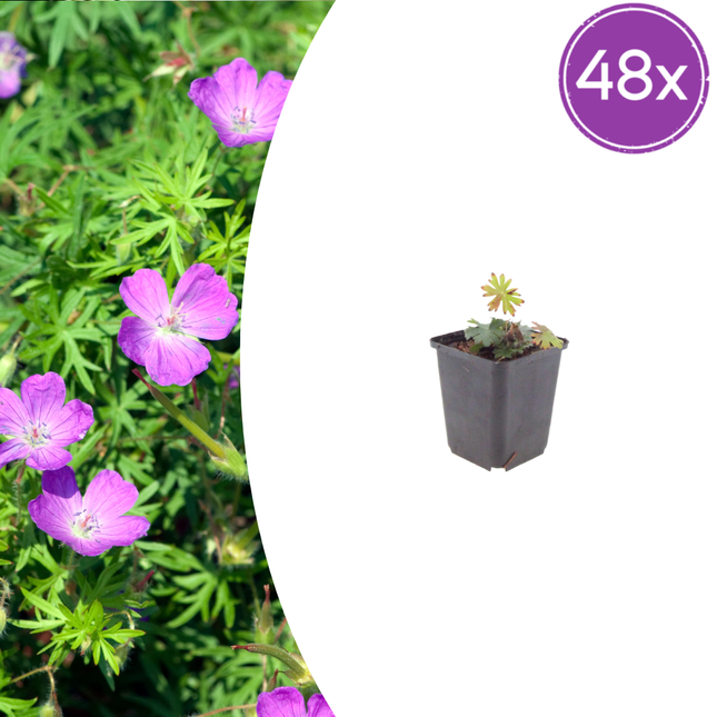 Geranium sanguineum - Bloedooievaarsbek - ↕10-25cm - Ø9cm - 48x