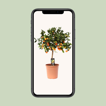 Zitrus Calamondin - ↕80cm - Ø22cm