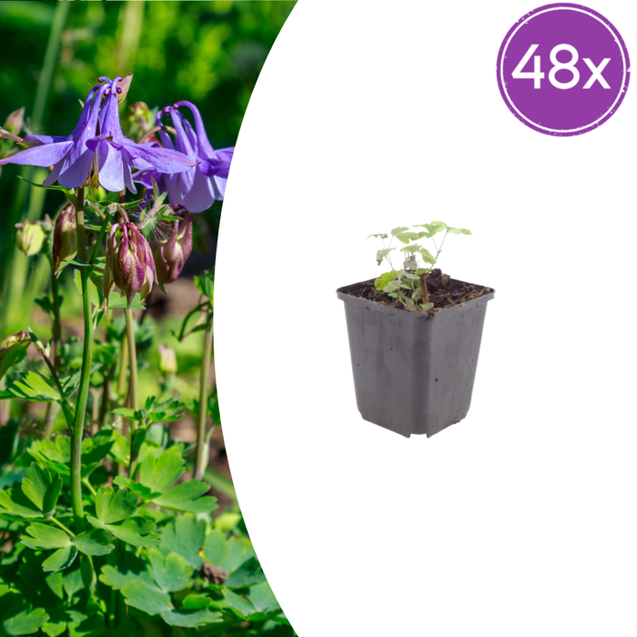 Aquilegia vulgaris - Akelei - ↕10-25cm - Ø9cm - 48x